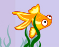 Ӣă裺Little  Goldfish